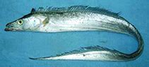 Trichiurus lepturus, Largehead hairtail : fisheries, gamefish.